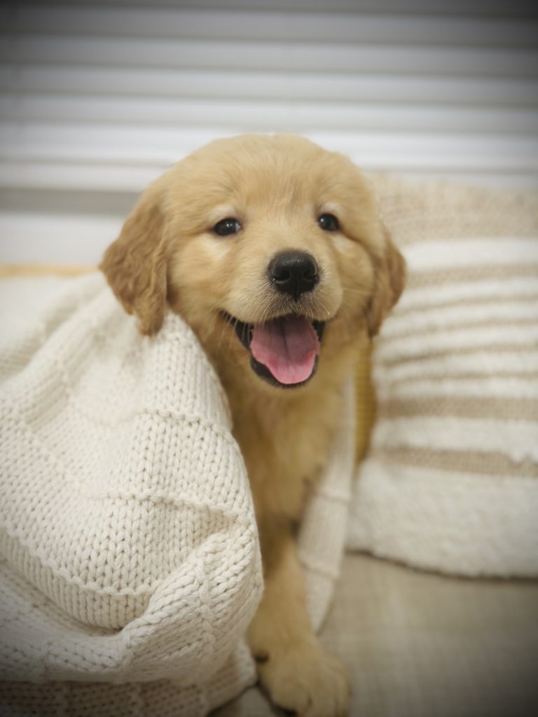 Available-Puppies-02