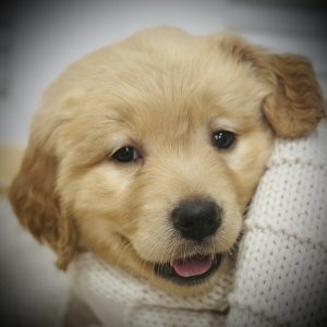 Male: Charlie, 8 Weeks Old