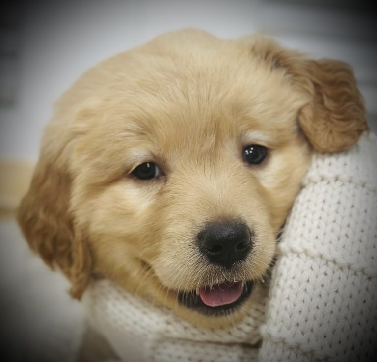 Available-Puppies-11