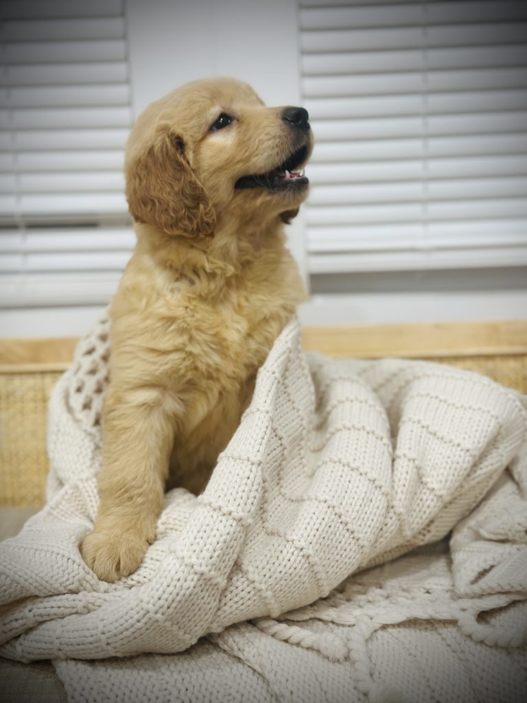 Available-Puppies-13