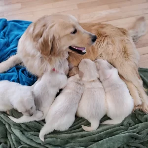 Puppy Deposit (Nonrefundable)