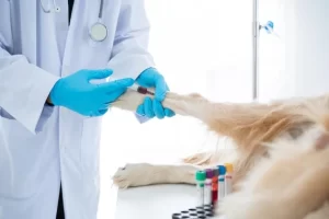 A veterinarian examines a golden puppy at a veterinary clinic, ensuring it receives its vaccinations.