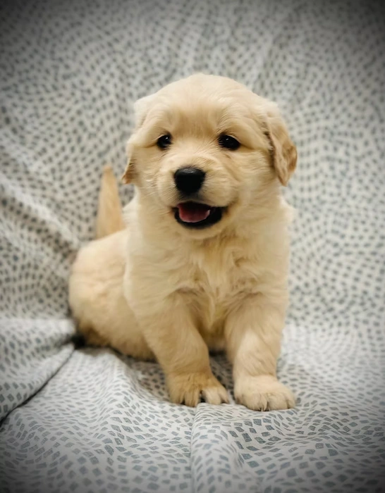 Close-up view of a Golden Retriever puppy playing in the grass