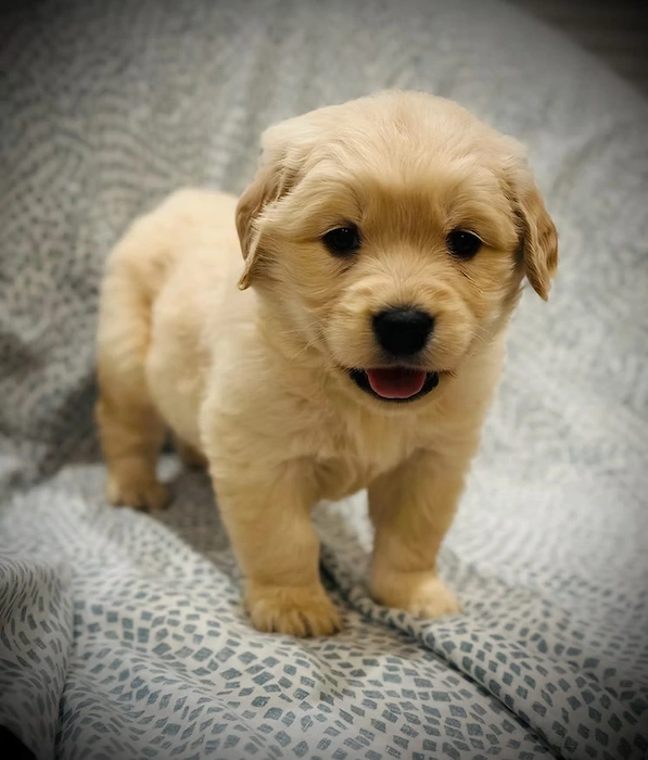 Eye-level view of a Golden Retriever puppy sprawled on a cozy blanket