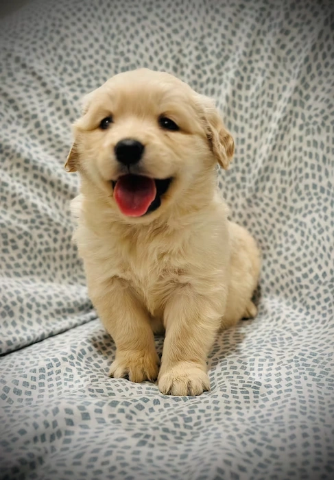 High-angle view of a playful Golden Retriever puppy surrounded by toys