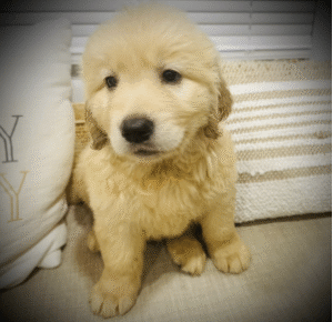 Golden Retriever puppy