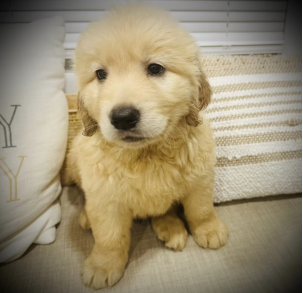 Golden Retriever puppy