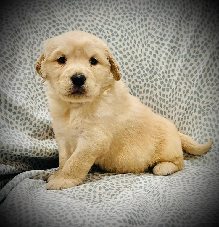 Close-up view of a Golden Retriever puppy playing on the floor