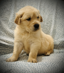 Adult Golden Retriever lying comfortably inside a home, calm and relaxed