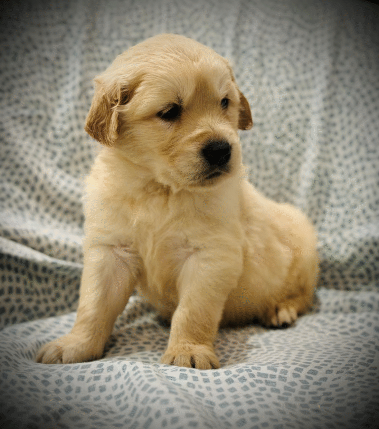 Adult Golden Retriever lying comfortably inside a home, calm and relaxed