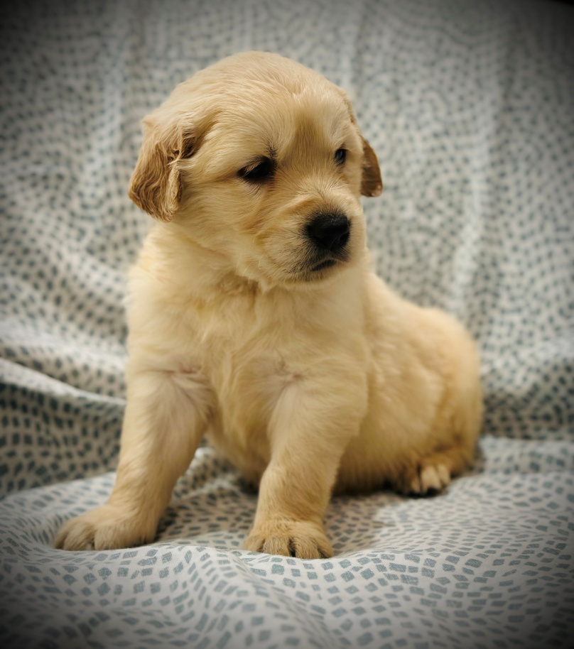 Adult Golden Retriever lying comfortably inside a home, calm and relaxed
