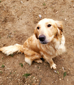 Golden retriever outdoors looking up with a playful, happy expression
