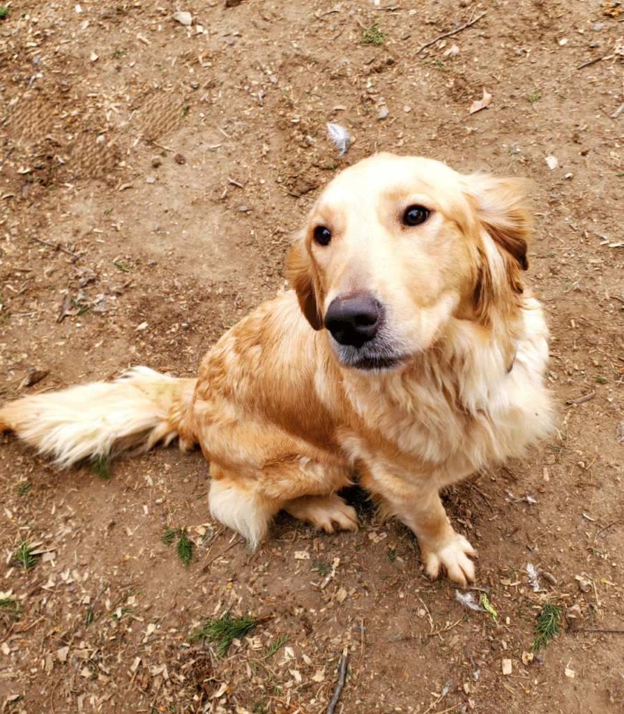 Golden retriever outdoors looking up with a playful, happy expression
