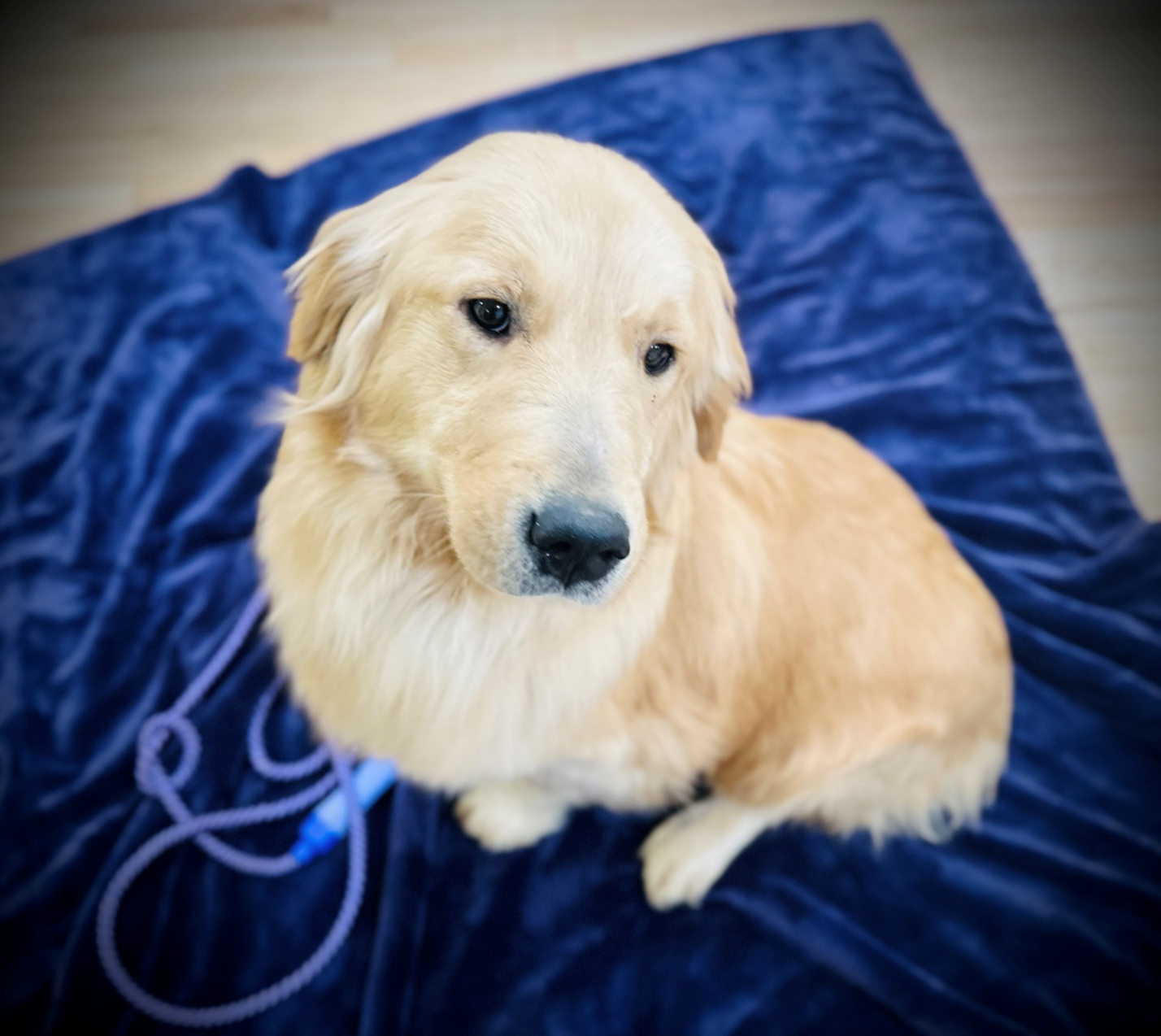 Golden Retriever puppy playing with a rope toy indoors