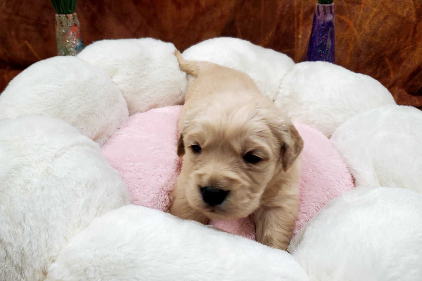 Small golden retriever puppy resting on a soft, cozy bed