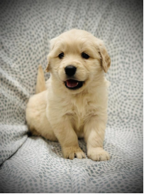 baby golden retriver