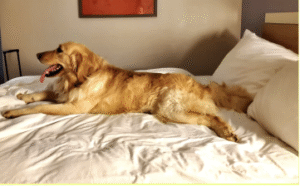 golden pup on bed