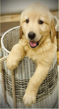 golden retriever
