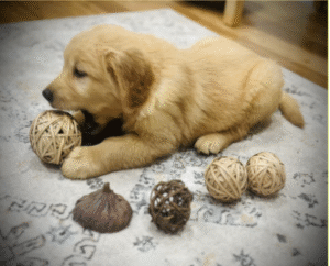 pup golden retriver