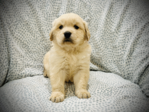 Healthy Golden Retriever puppy resting on a sofa