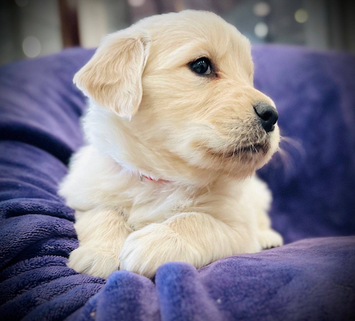 Young Golden Retriever puppy raised in a family environment at Elite Golden Pup