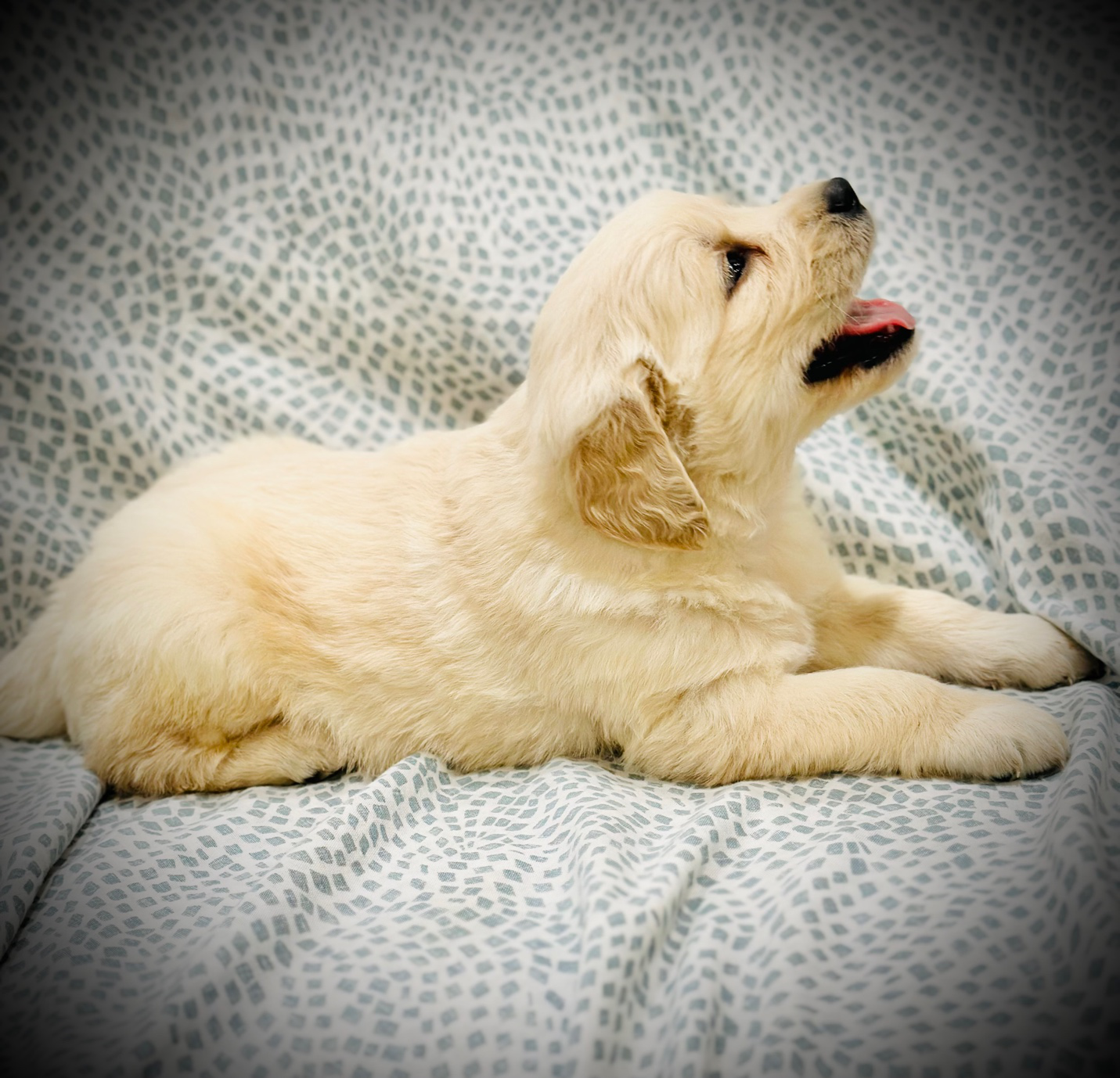 Vet-certified Golden Retriever puppy sitting on a sofa at home in New York