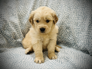 Golden Retriever puppy resting on a sofa during early health monitoring and care