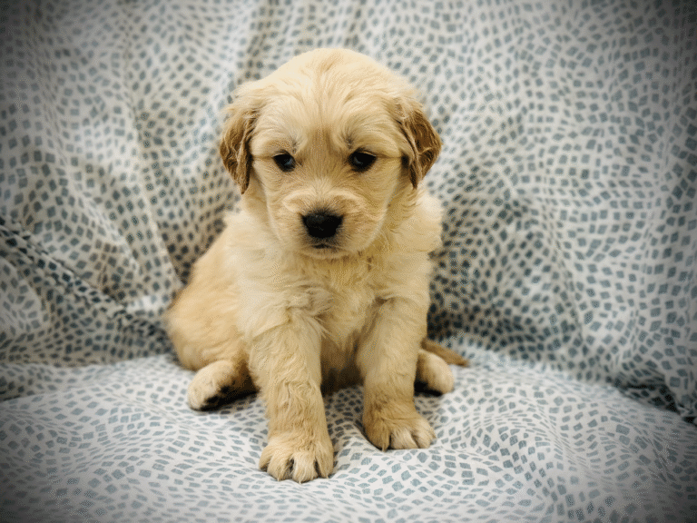 Golden Retriever puppy resting on a sofa during early health monitoring and care