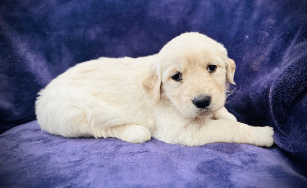Healthy Golden Retriever sitting calmly