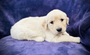 Healthy Golden Retriever sitting calmly