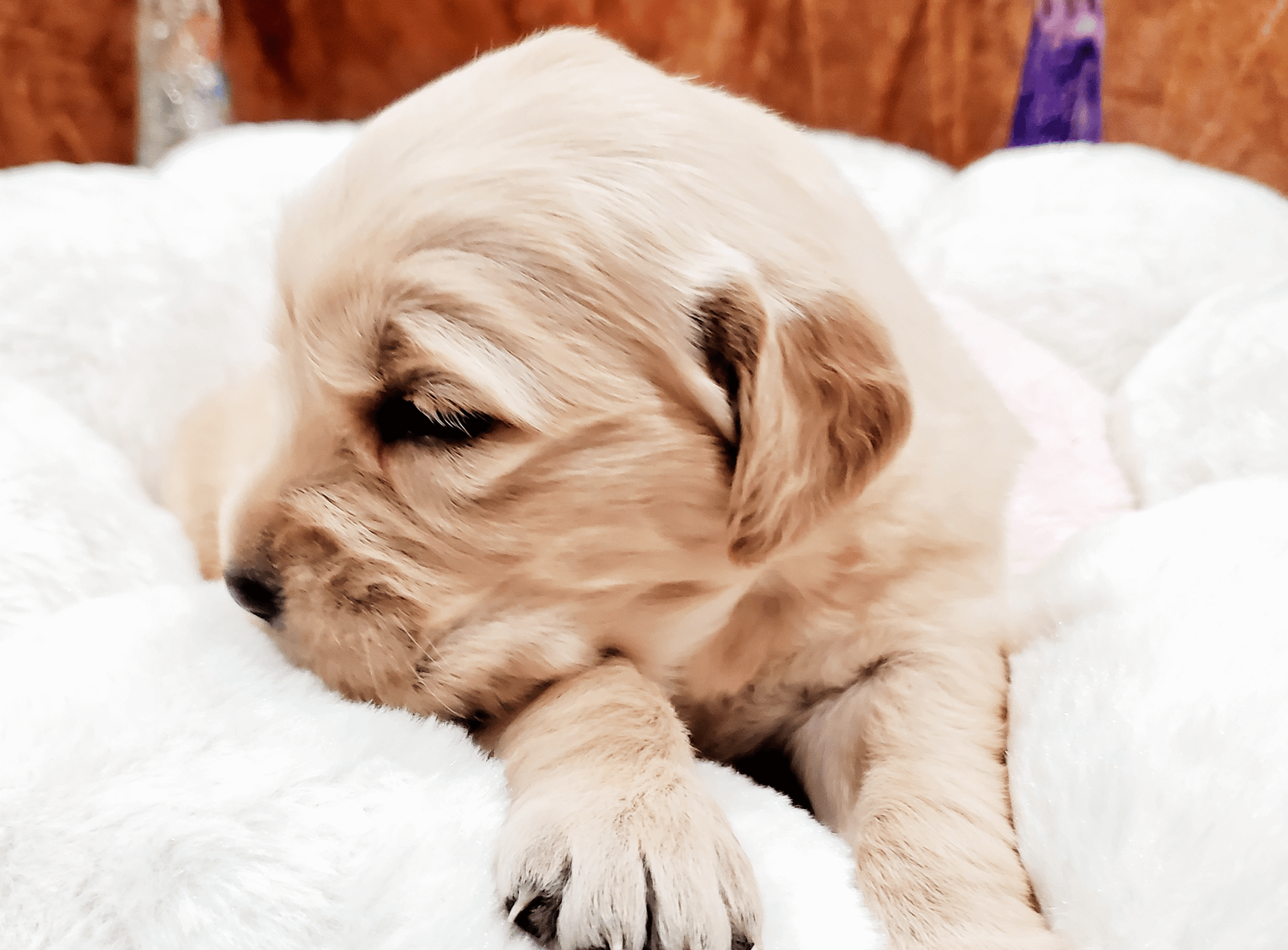 Golden Retriever puppy sleeping peacefully in bed as part of early home-based care