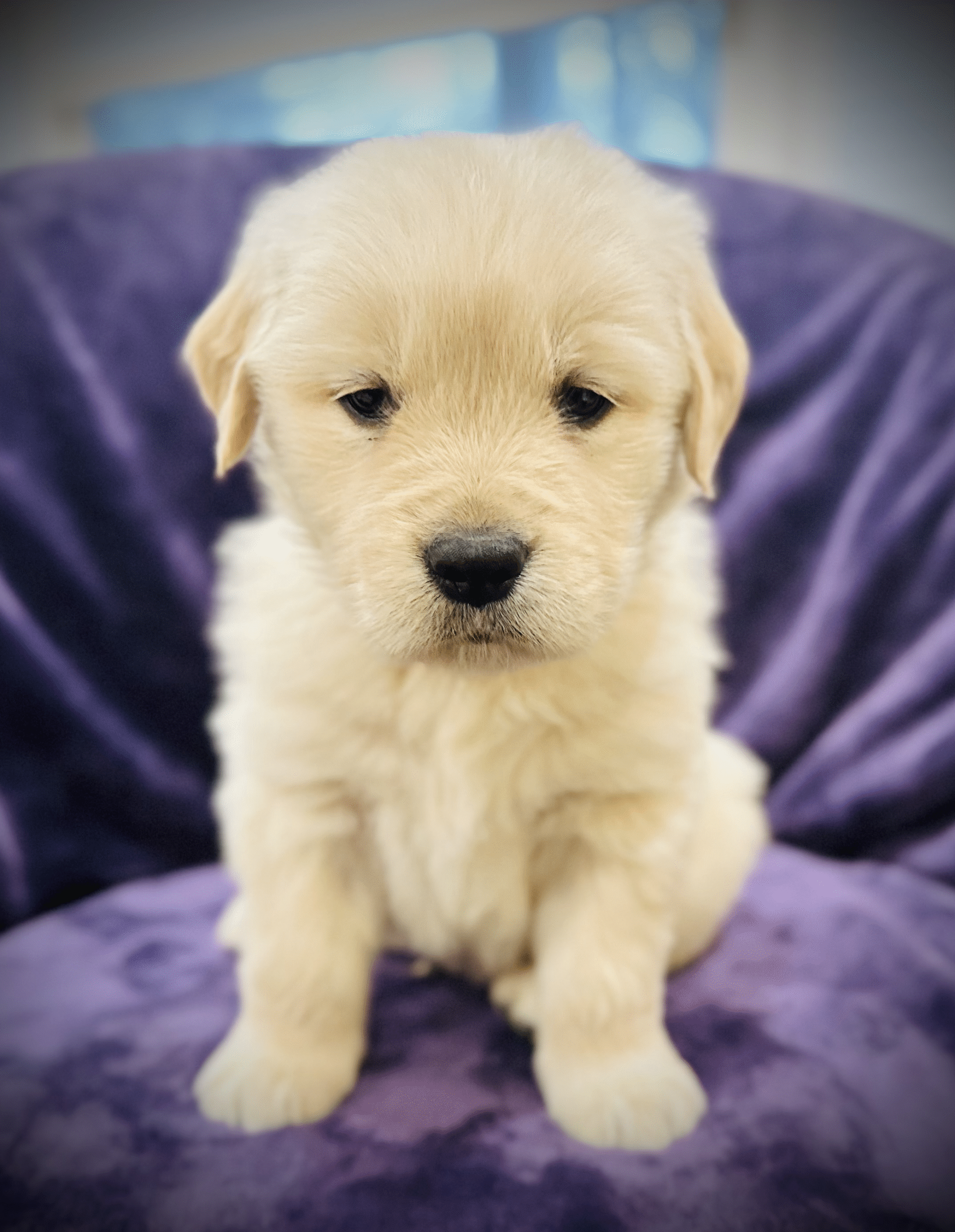 Golden Retriever puppy sitting on a sofa