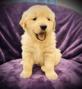 An image of a Golden Retriever puppy
