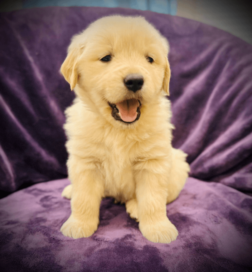 An image of a Golden Retriever puppy