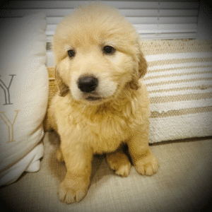 Golden Retriever puppy resting comfortably in a safe, family-friendly home environment