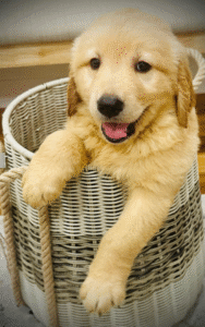 Golden Retriever puppy playing and exploring in a family-friendly environment