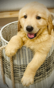 This image shows a puppy in a basket