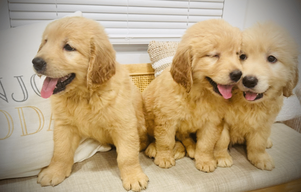 This image shows three golden retriever puppies