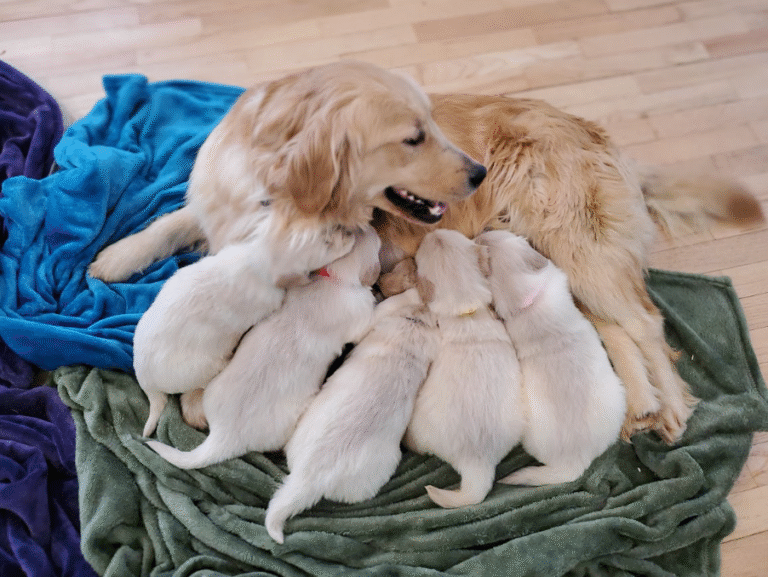 This image shows multiple puppies with their parent