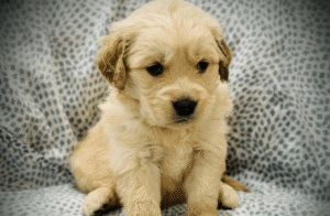 This image shows a small, cute puppy