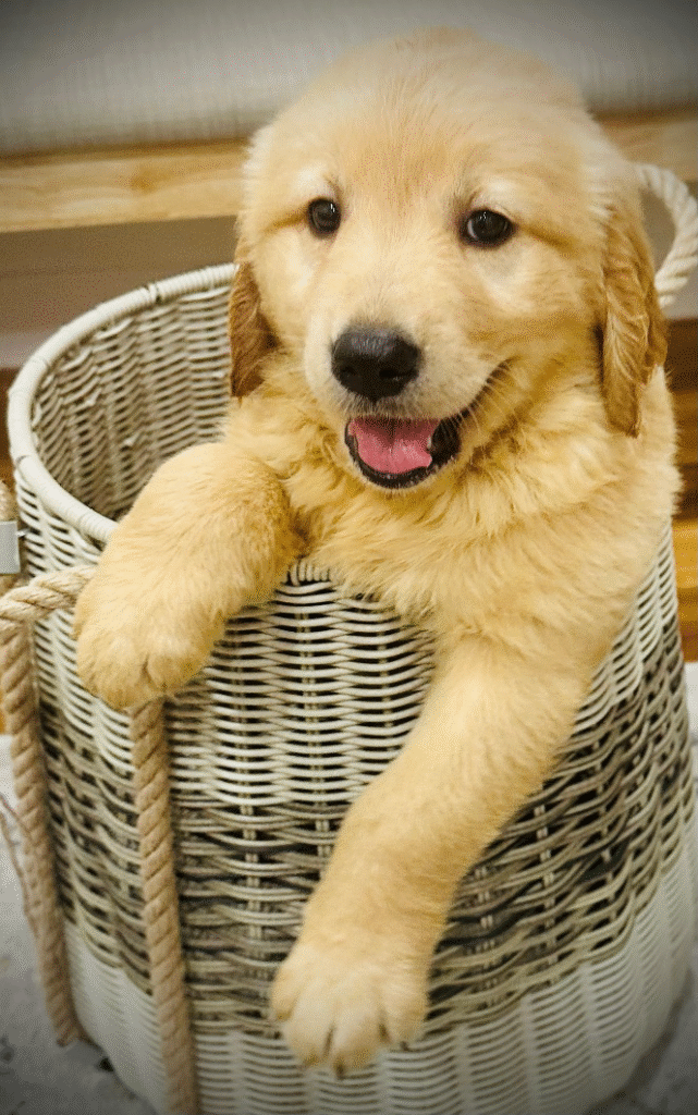 Golden Retriever puppy playing and exploring in a family-friendly environment