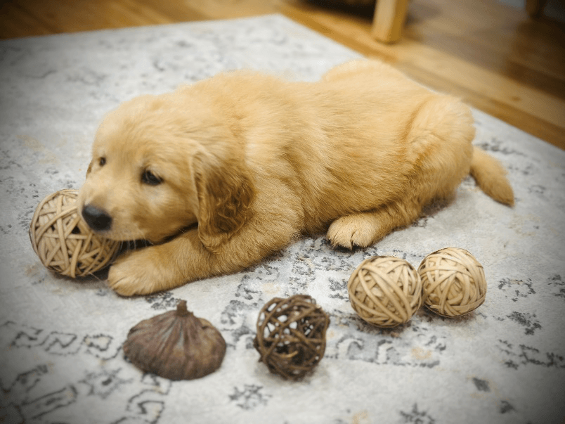 An image of a Golden Retriever puppy