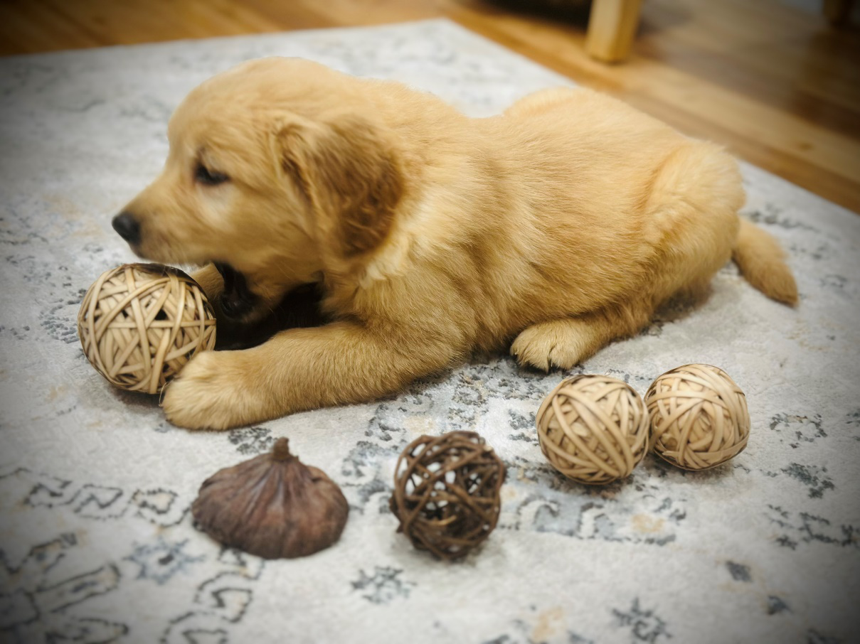 Golden Retriever puppy playing with toys, developing socialization and coordination