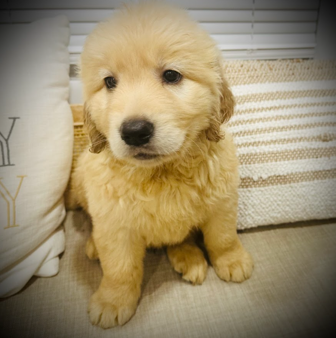 This image shows a small puppy on a sofa