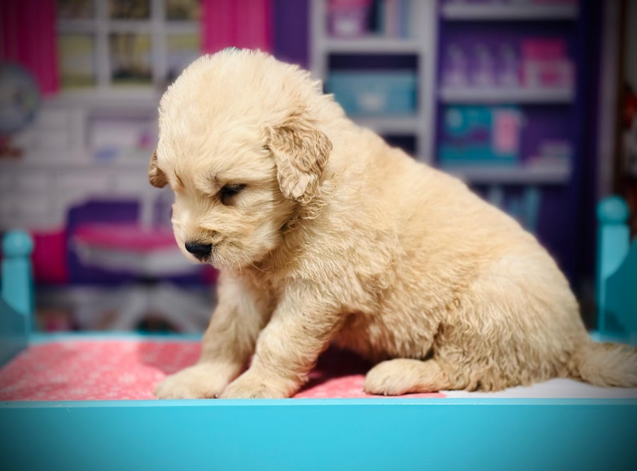 This image shows a puppy looking down