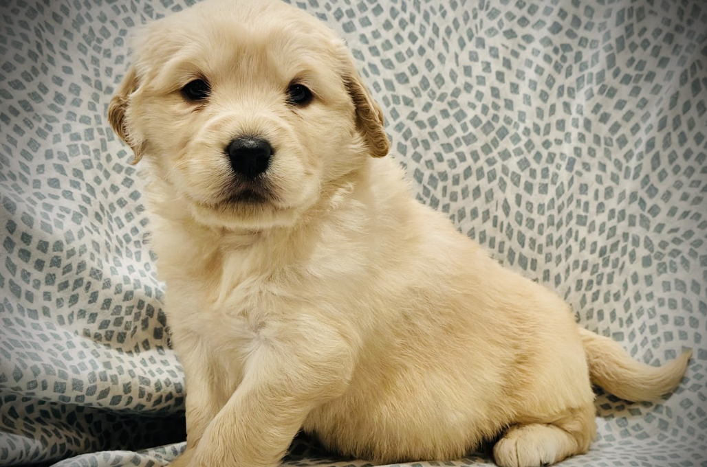 This image shows a puppy staring at the camera