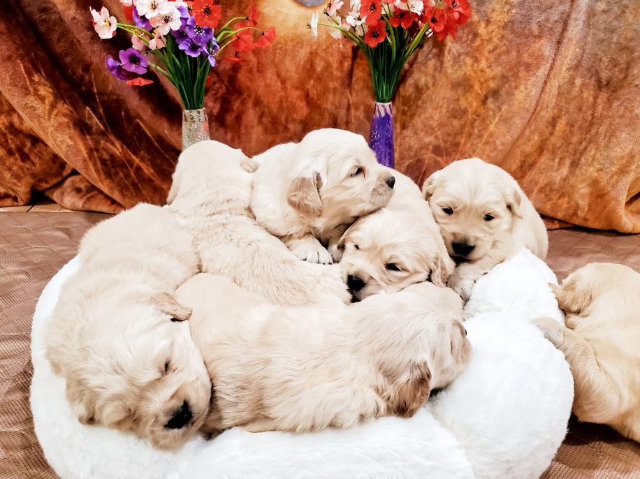 This image shows puppies cuddling together