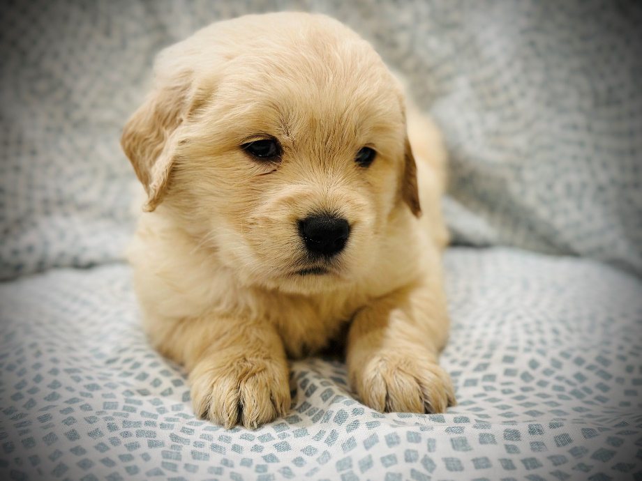 An image of a Golden Retriever puppy
