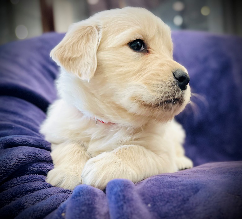 An image of a Golden Retriever puppy