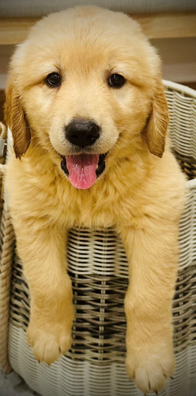 Healthy and happy Golden Retriever puppy